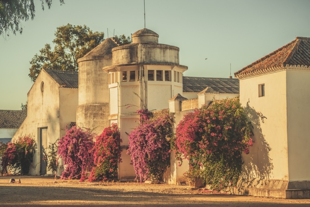 1780991440_elf-sevilla-289.jpg